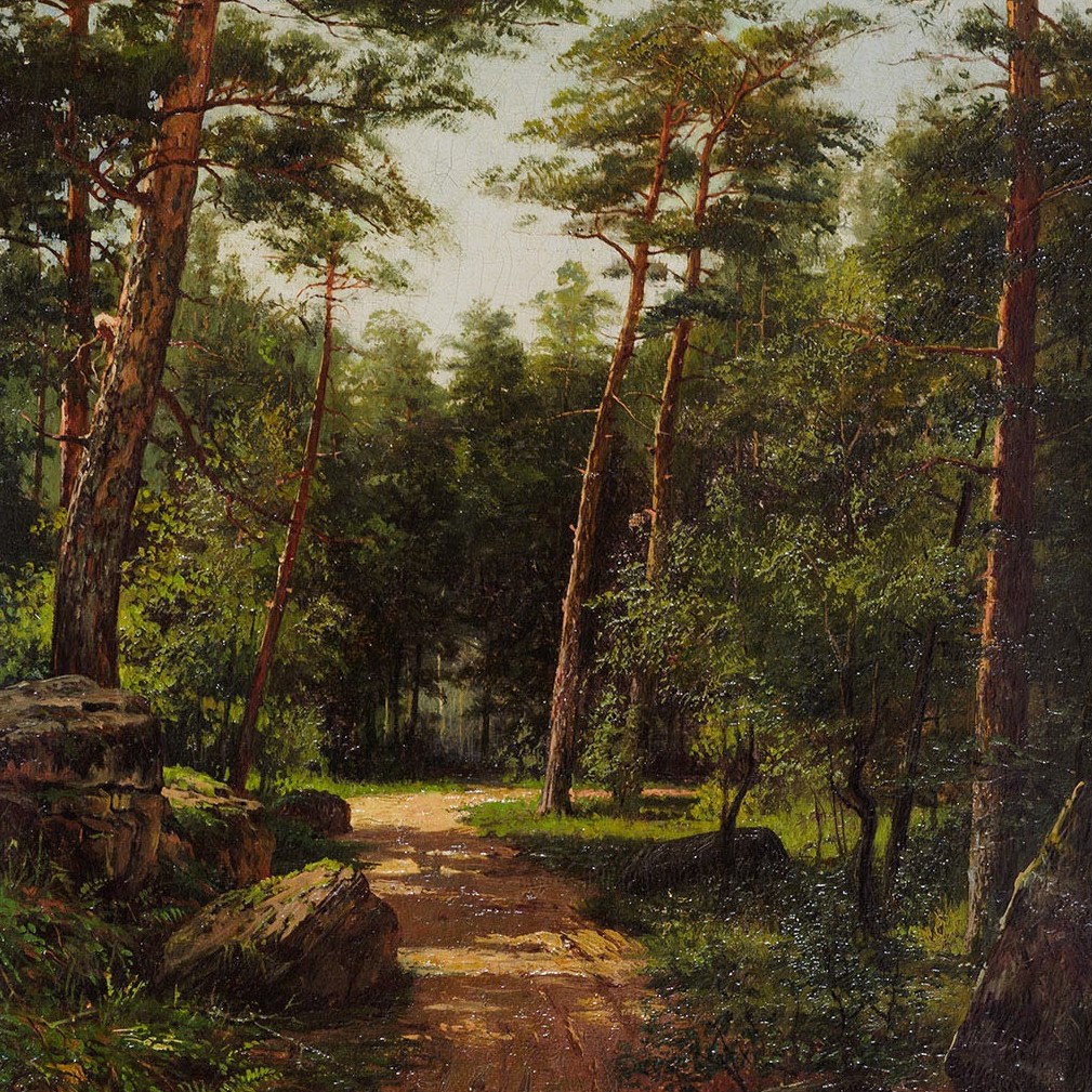 Sunny day. Road in a pine forest.